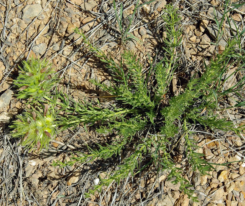 Image of Bungea vesiculifera specimen.