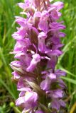 Dactylorhiza incarnata. Часть соцветия. Крым, Долгоруковская яйла, ручей Суботхан. 19 июня 2008 г.