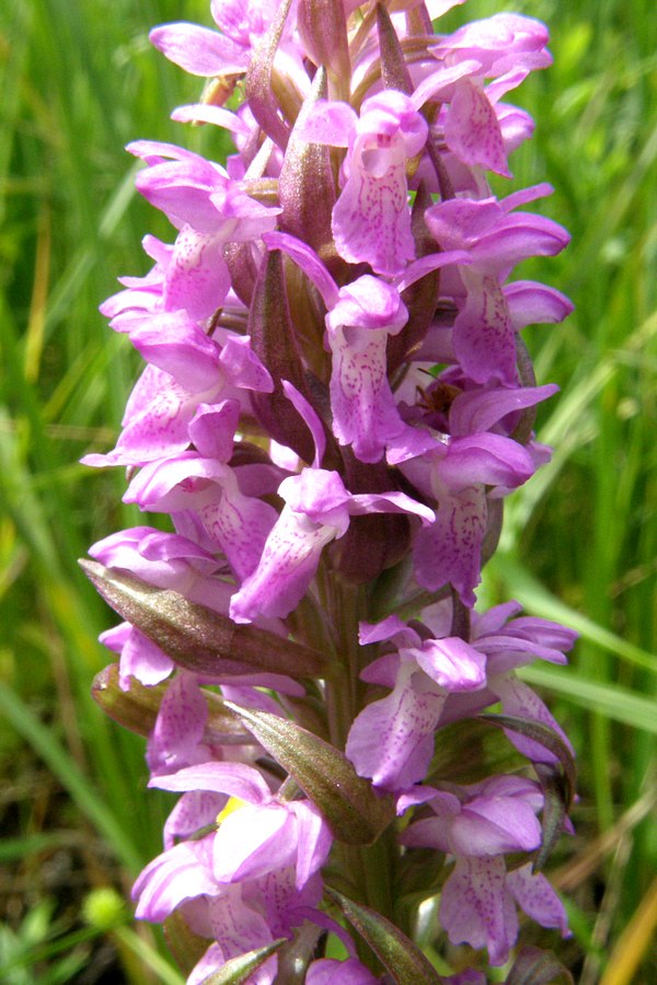 Image of Dactylorhiza incarnata specimen.