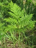 Pteridium pinetorum подвид sibiricum. Вайя. Тверская обл., Весьегонский р-н, окрестности дер. Беняково, берег залива Рыбинского водохранилища по р. Сёбла. 23.07.2011.