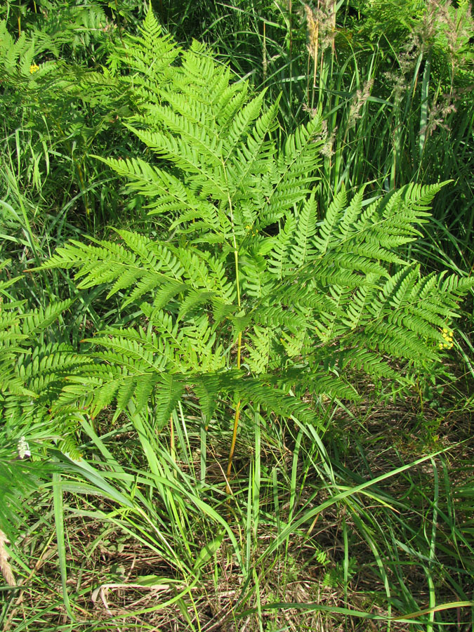 Изображение особи Pteridium pinetorum ssp. sibiricum.