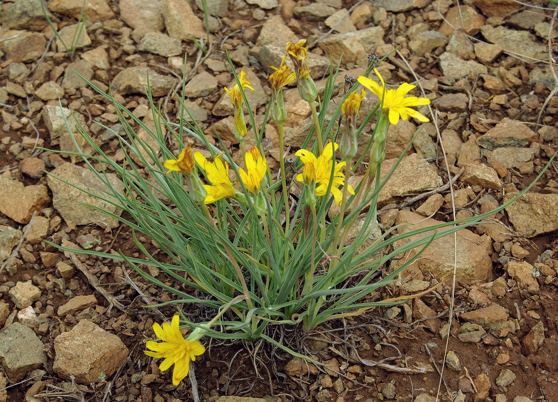 Изображение особи Scorzonera austriaca.