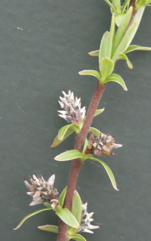 Image of Salix rosmarinifolia specimen.