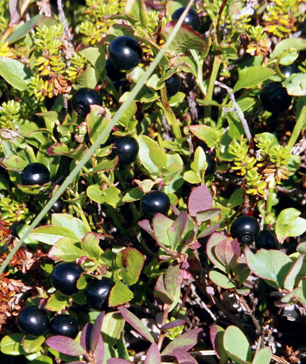 Image of Vaccinium myrtillus specimen.