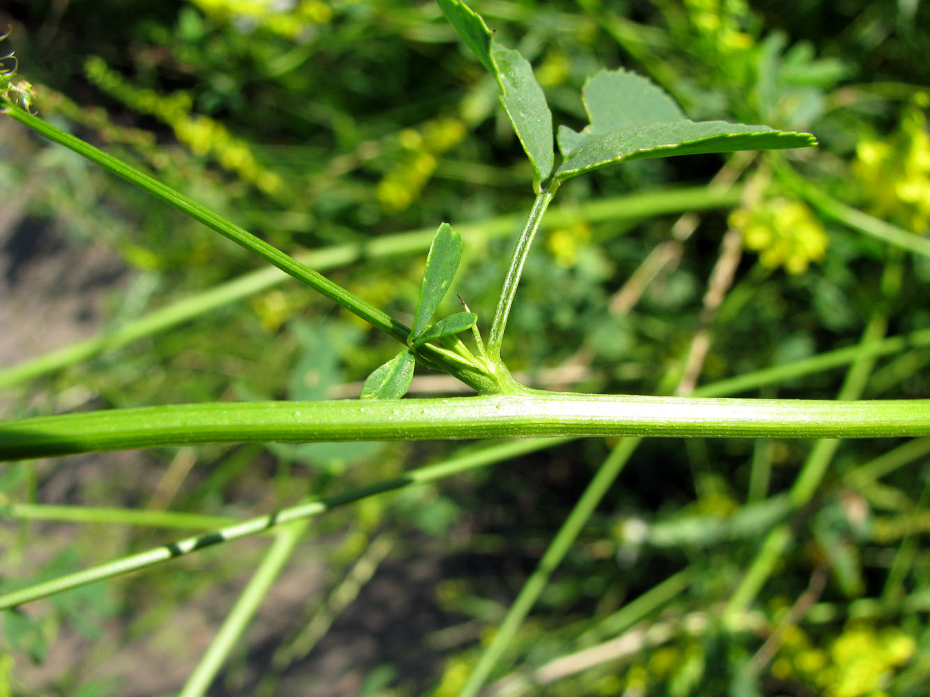 Изображение особи Melilotus officinalis.