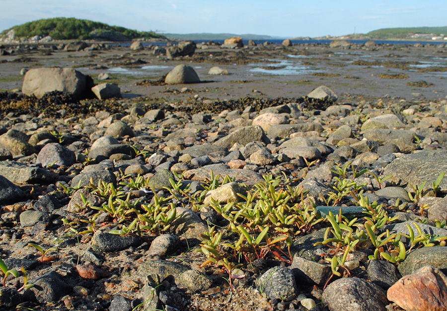 Image of Atriplex nudicaulis specimen.