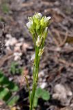 Arabis borealis. Верхушка цветущего и плодоносящего растения. Свердловская обл., окр. г. Североуральск, р-н известнякового карьера. 05.06.2011.