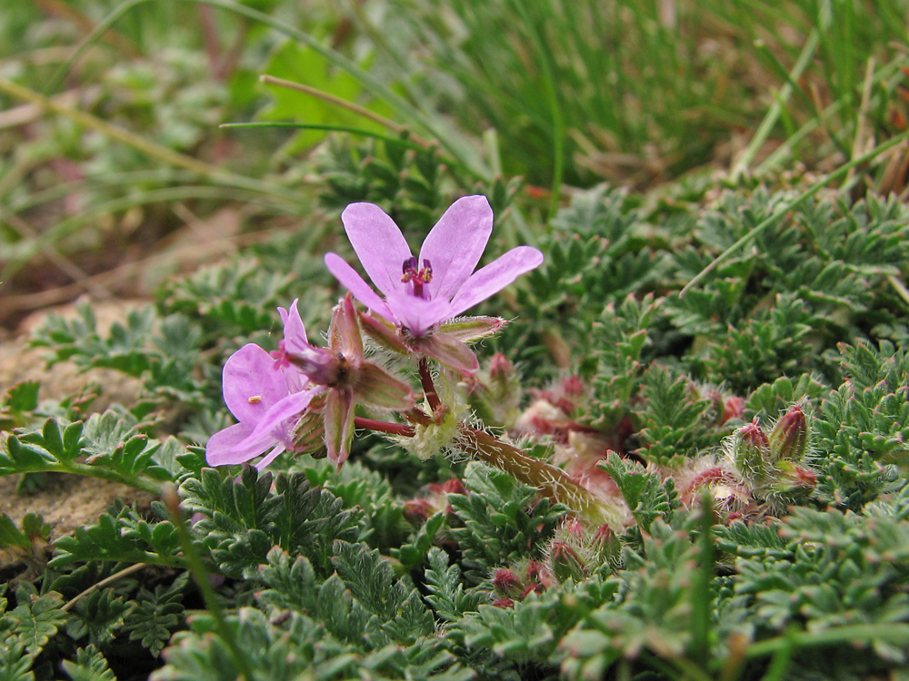Изображение особи Erodium cicutarium.
