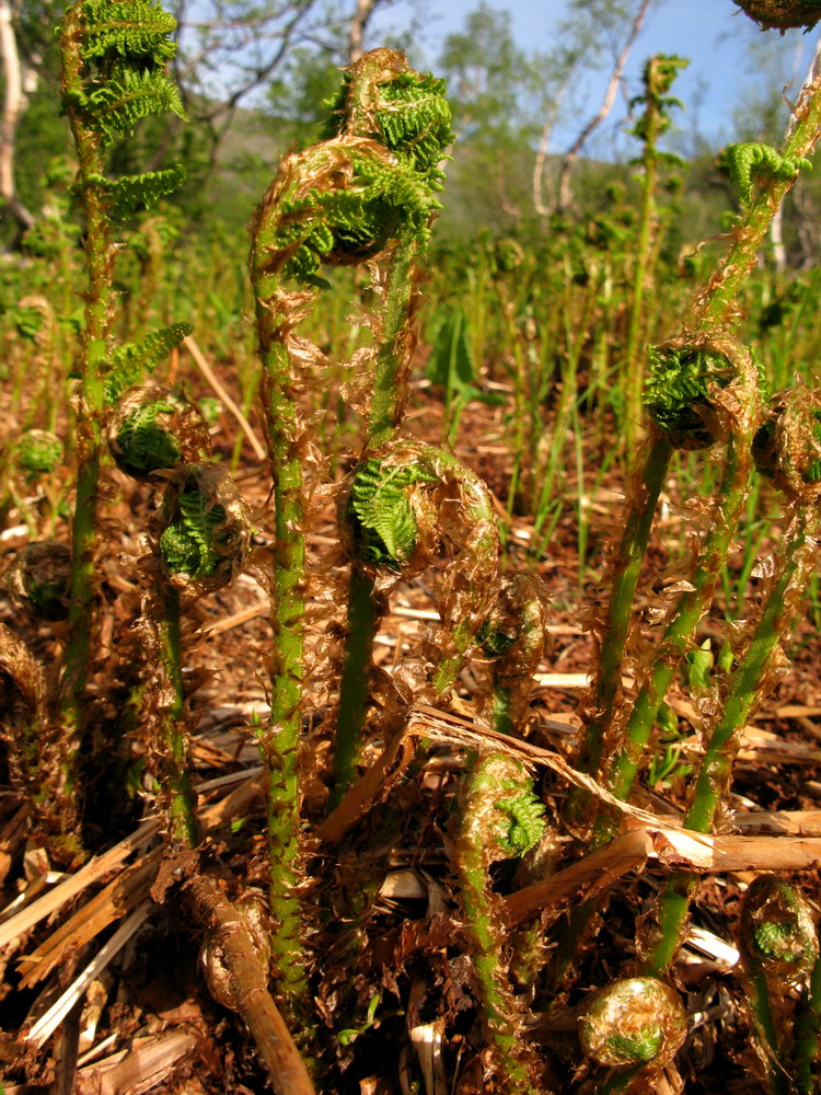 Изображение особи Athyrium distentifolium.