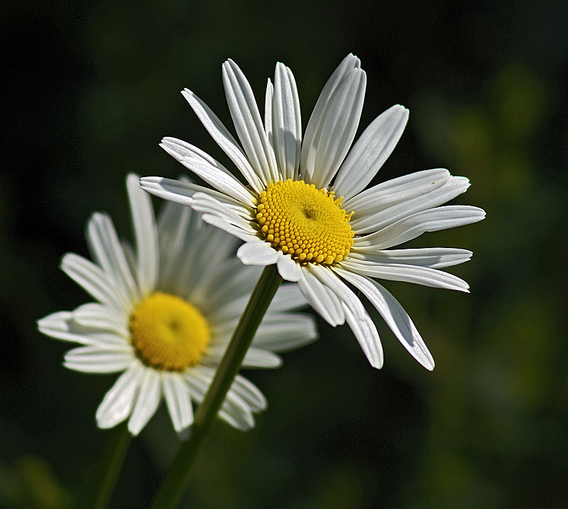 Изображение особи Leucanthemum maximum.