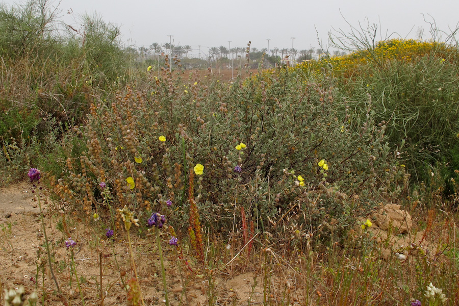 Изображение особи Helianthemum stipulatum.