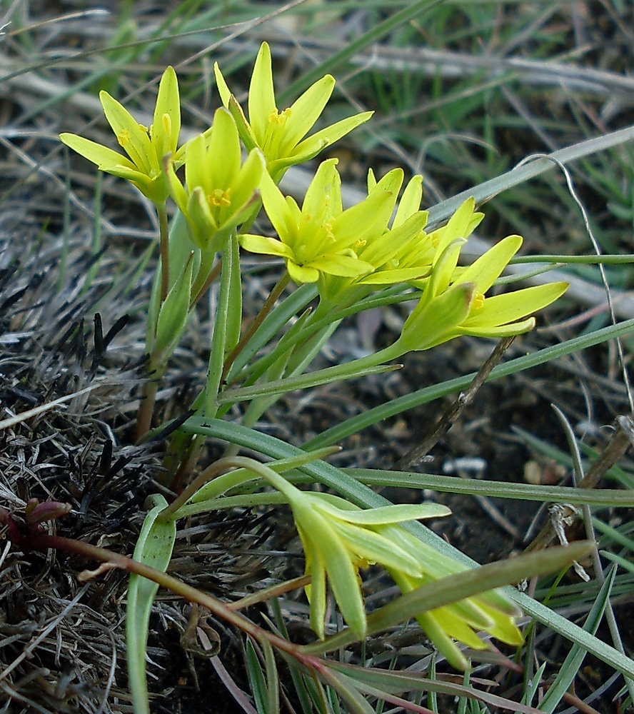 Image of Gagea pusilla specimen.