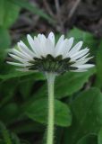 Bellis perennis