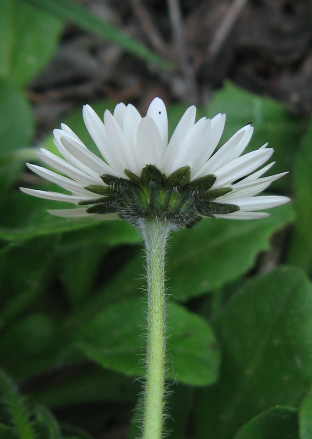 Image of Bellis perennis specimen.