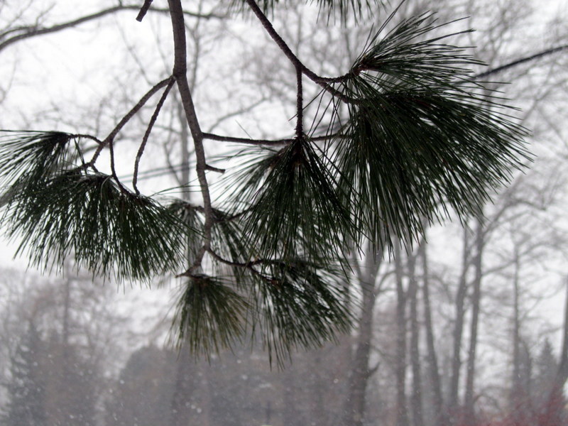 Изображение особи Pinus peuce.