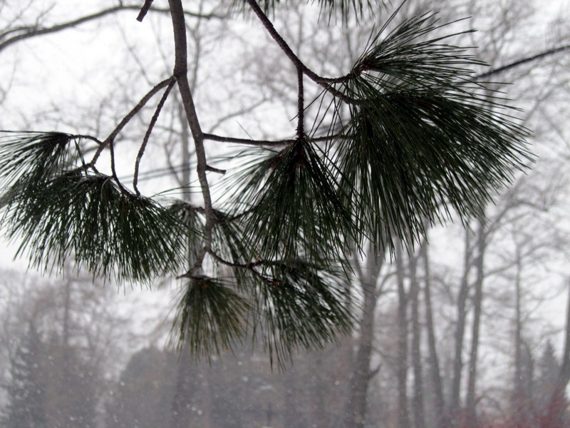 Image of Pinus peuce specimen.