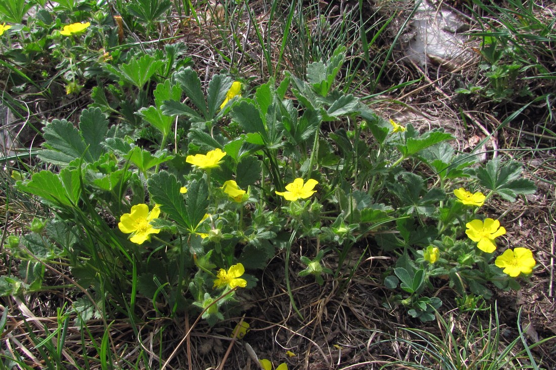 Image of Potentilla depressa specimen.