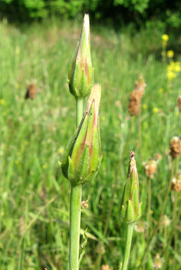 Image of Scorzonera laciniata specimen.