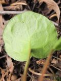 Pyrola renifolia