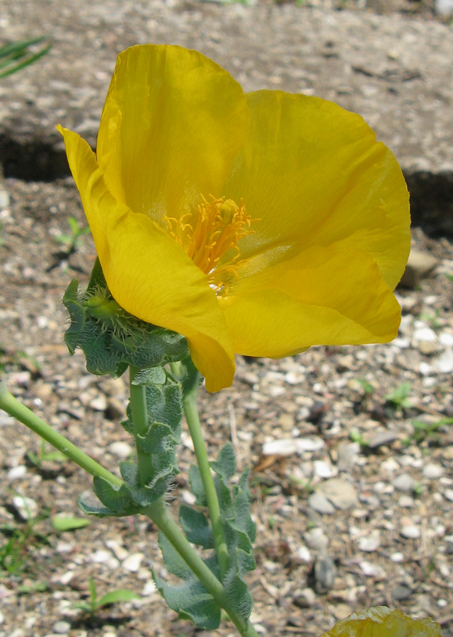 Изображение особи Glaucium flavum.