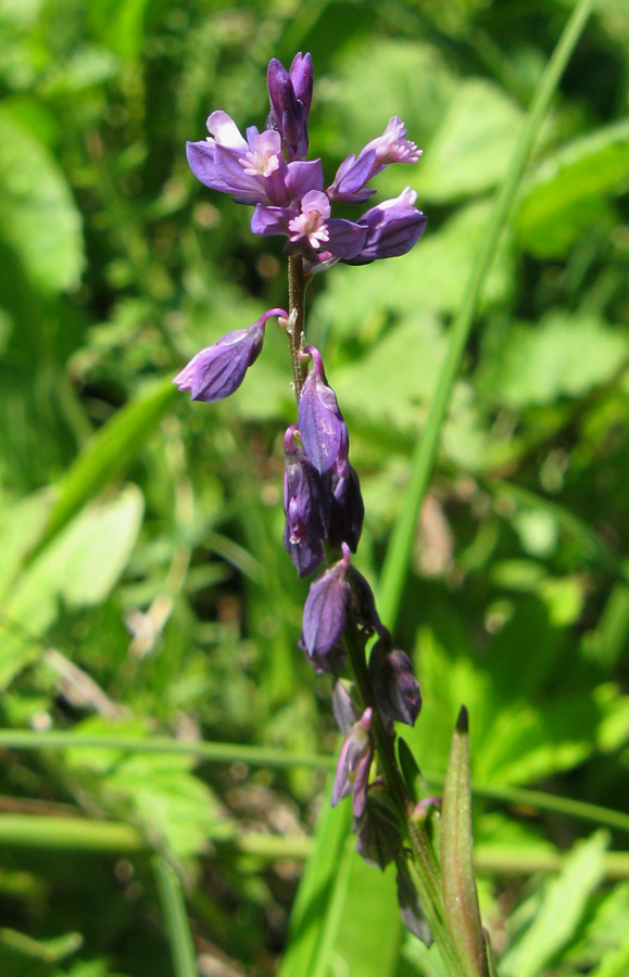 Image of Polygala comosa specimen.