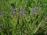 Polygala comosa