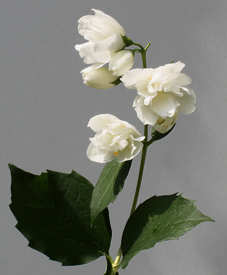 Image of Philadelphus × virginalis specimen.