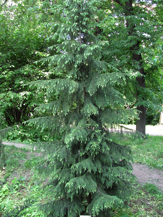 Изображение особи Picea omorika.