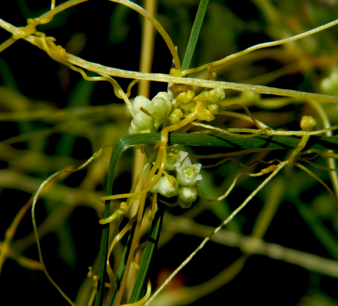 Image of Cuscuta cesatiana specimen.