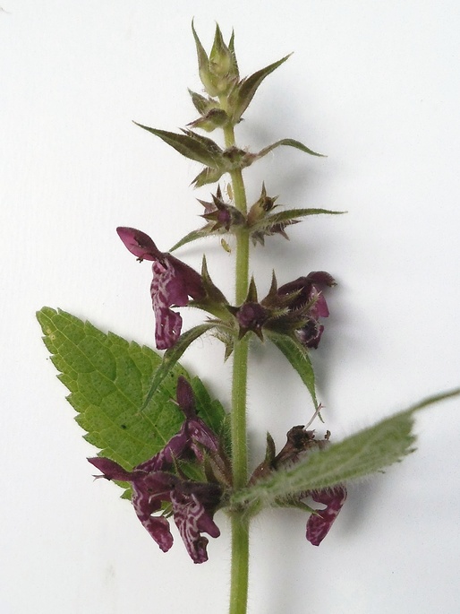 Изображение особи Stachys sylvatica.