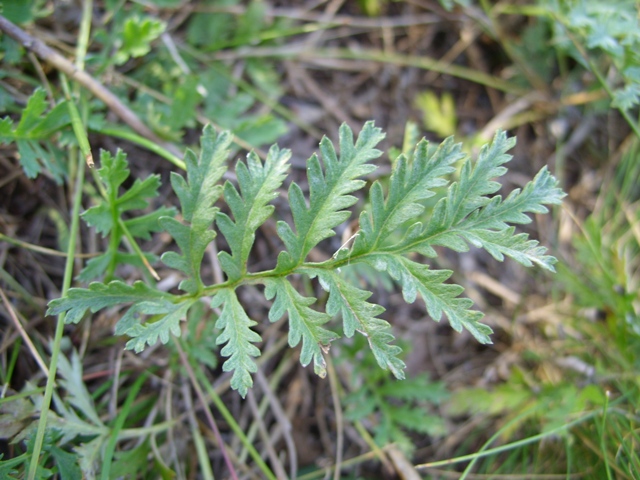 Image of Artemisia armeniaca specimen.