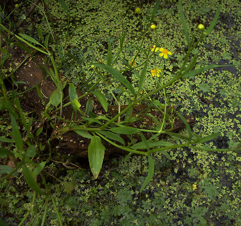 Image of Ranunculus flammula specimen.
