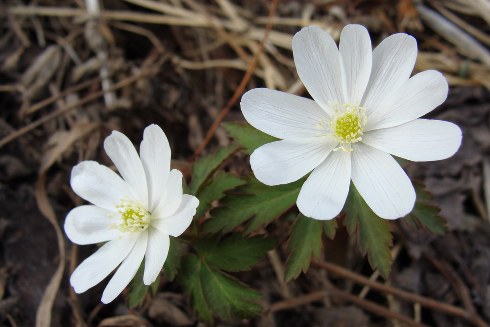 Изображение особи Anemone altaica.