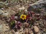 Potentilla gelida. Цветущее растение. Карачаево-Черкесия, верховья р. Муха, Мухинское озеро, 3000 м н.у.м. 02.09.2012.