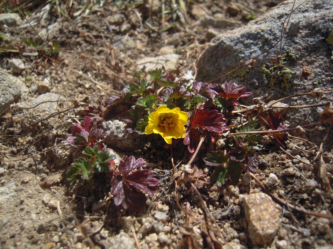 Изображение особи Potentilla gelida.