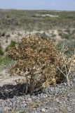 Ferula foetida