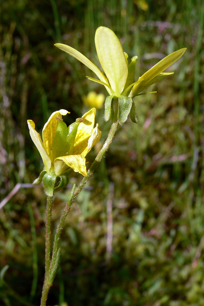 Изображение особи Saxifraga hirculus.