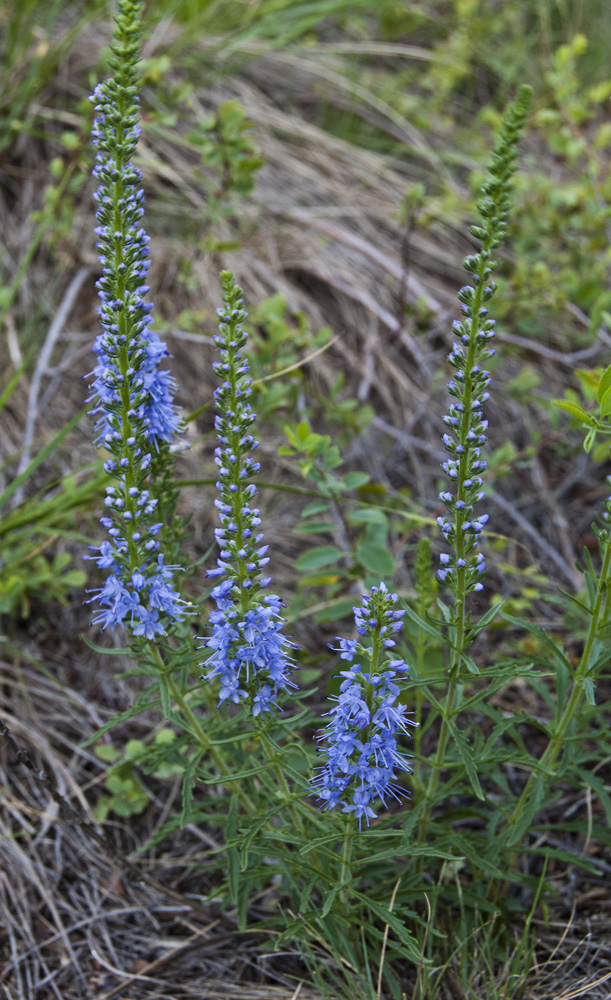 Image of Veronica &times; altaica specimen.