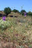 Delphinium paniculatum