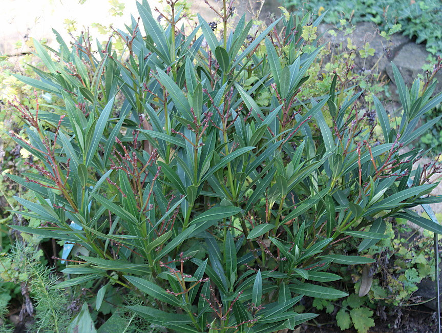 Image of Nerium oleander specimen.