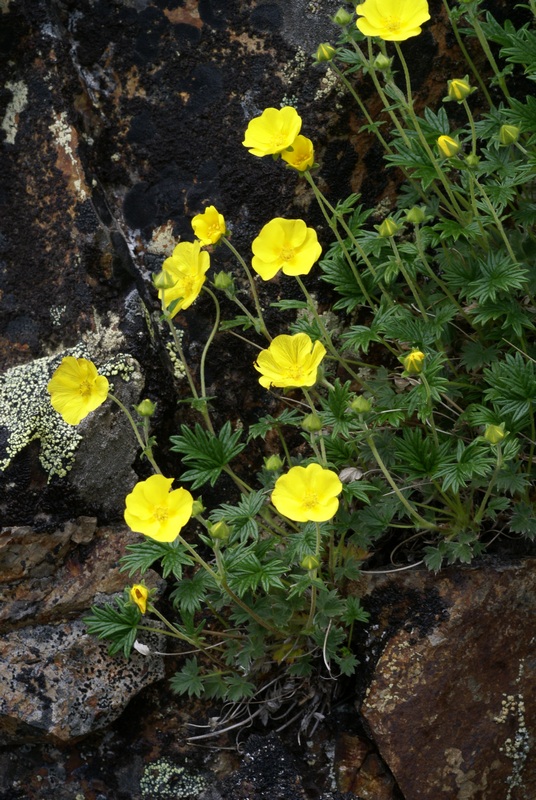 Изображение особи Potentilla vulcanicola.