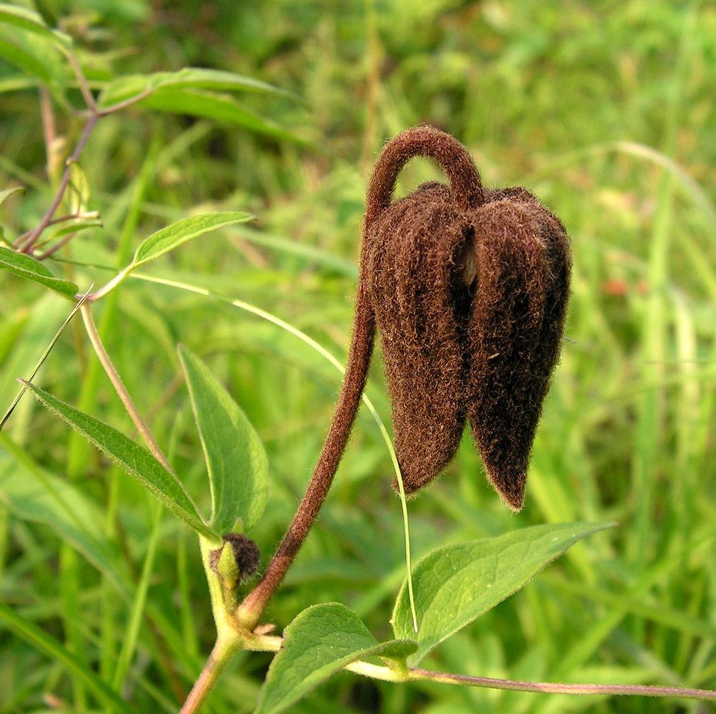 Image of Clematis fusca specimen.