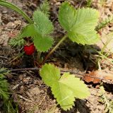 Fragaria vesca