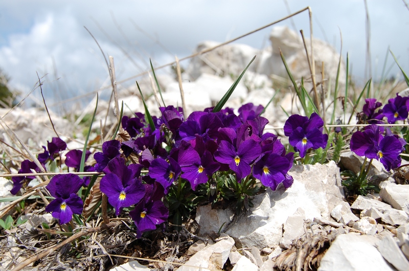 Изображение особи Viola oreades.