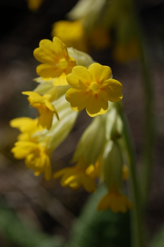 Изображение особи Primula macrocalyx.