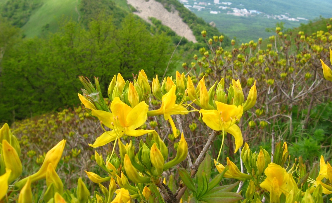 Изображение особи Rhododendron luteum.