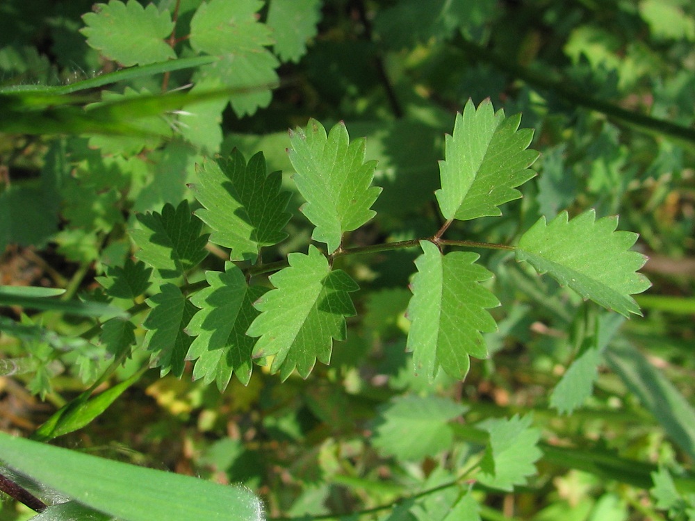 Изображение особи Poterium sanguisorba.