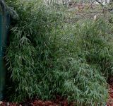 genus Phyllostachys. Перезимовавшее растение. Германия, г. Кемпен, в городском саду, у забора. 17.03.2013.
