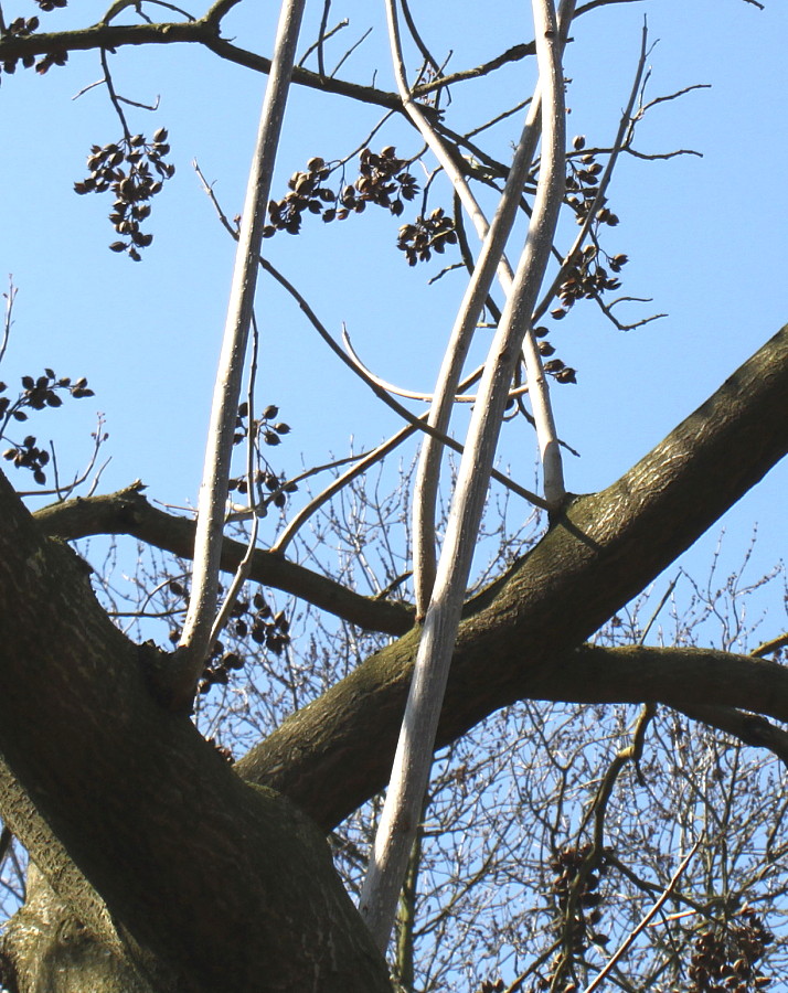 Изображение особи Paulownia tomentosa.