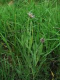 Tragopogon malikus